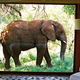 Illustration for article titled Who Doesnt Want to Live In This House With Elephants In the Garden?